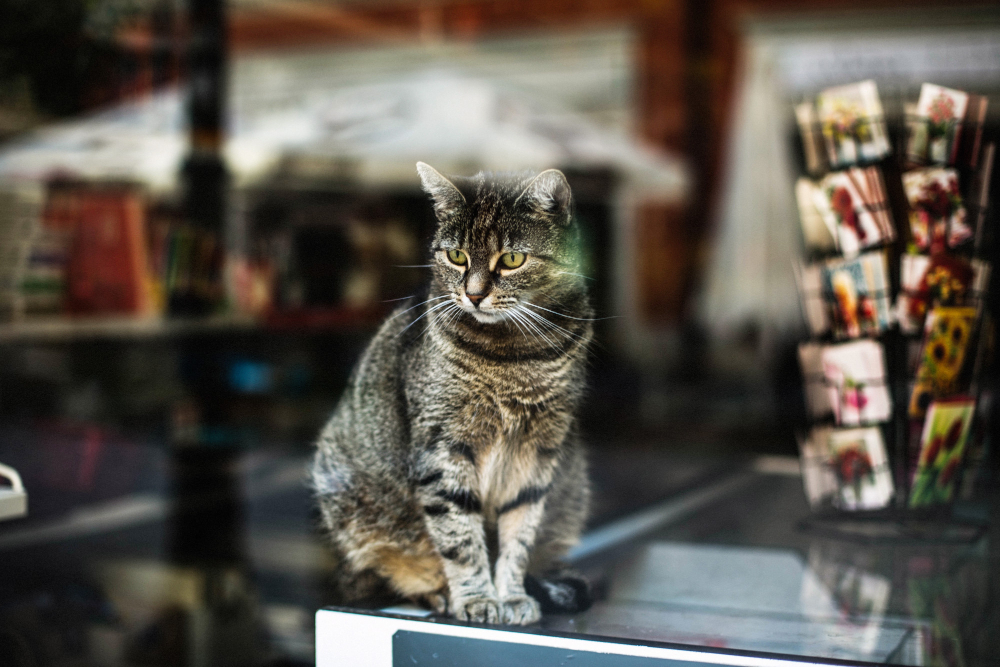 Marketing digital para pet shops e clínicas veterinárias