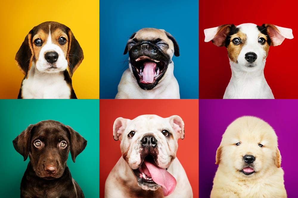 Marketing digital para pet shops e clínicas veterinárias
